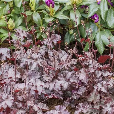 Topfgrösse 1 Liter - Purpurglöckchen - Heuchera 'Stormy Seas'