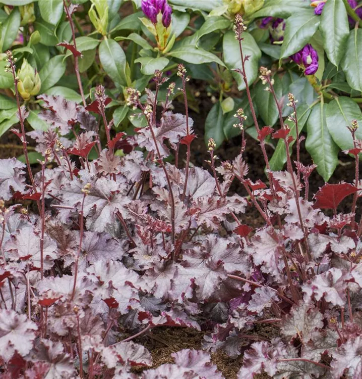 Purpurglöckchen - Heuchera 'Stormy Seas'