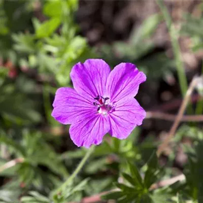 Topfgröße 0,5 Liter - Garten-Blut-Storchschnabel 'Compactum' - Geranium sanguineum 'Compactum'