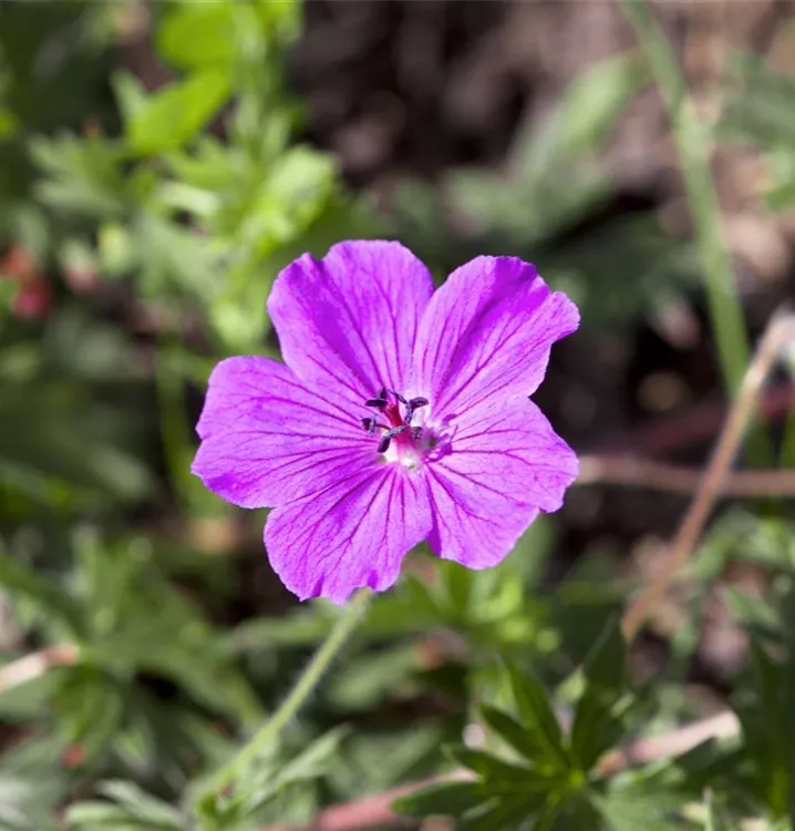 Garten-Blut-Storchschnabel 'Compactum' - Geranium sanguineum 'Compactum'