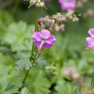 Topfgrösse 0.5 Liter - Storchschnabel - Geranium cantabrigiense (x) 'Karmina'