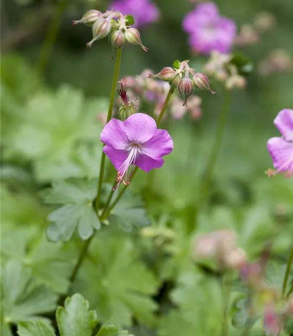 Geranium cantabrigiense (x) 'Berggarten'