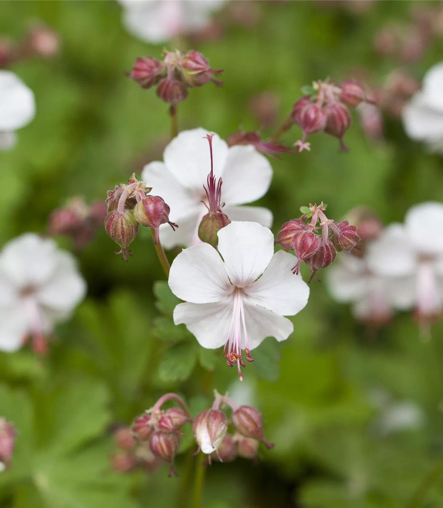 Geranium macrorrhizum 'Spessart'