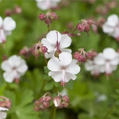 Topfgrösse 0.5 Liter - Storchschnabel - Geranium macrorrhizum 'Spessart'