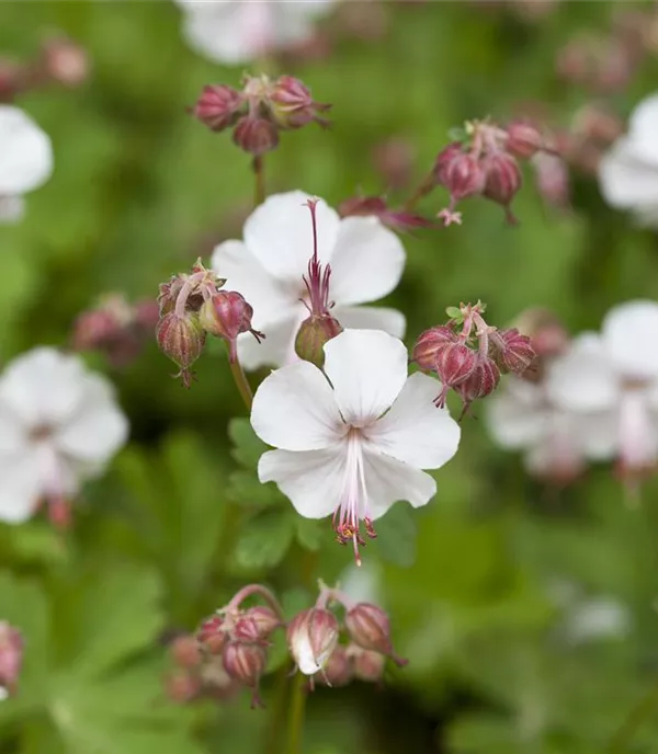 Geranium cantabrigiense (x) 'St Ola'