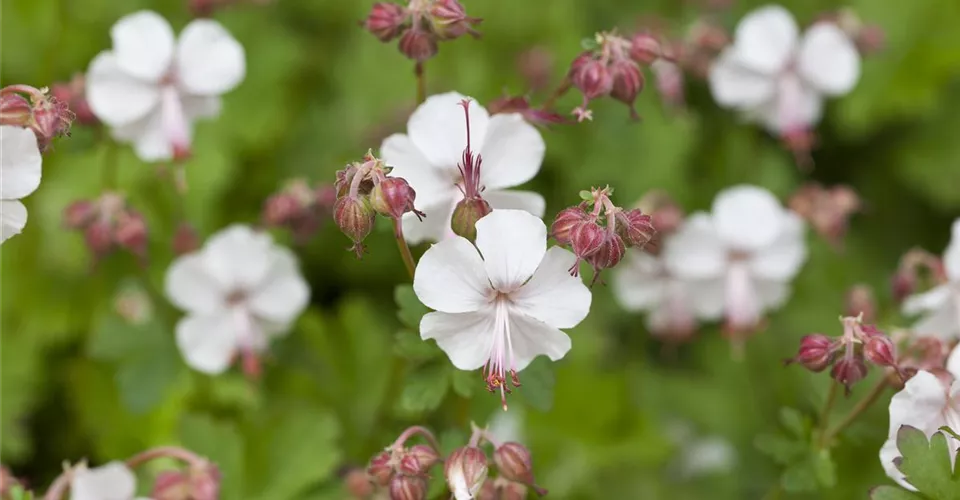 Acheter des plantes vivaces pour un design individuel