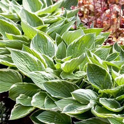 Topfgrösse 1 Liter - Graublattfunkie - Hosta 'Patriot'