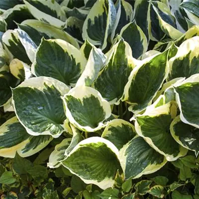 Topfgrösse 1 Liter - Goldrand-Garten-Funkie 'Aureomarginata' - Hosta fortunei 'Aureomarginata'