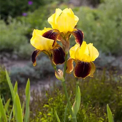 Topfgrösse 1 Liter - Hohe Bartiris - Iris (Germanica-Gruppe) 'Ola Kala'