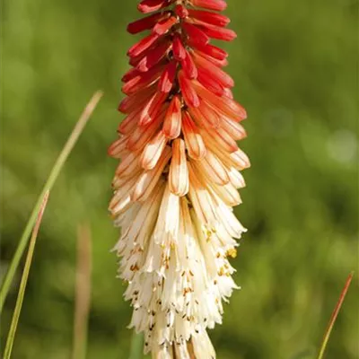 Topfgrösse 1 Liter - Garten-Fackellilie 'Flamenco' - Kniphofia 'Flamenco'