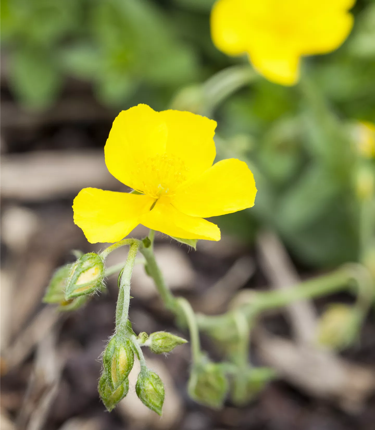 Helianthemum 'Sterntaler'