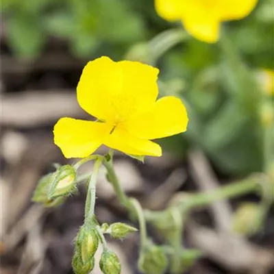 Topfgrösse 0.5 Liter - Sonnenröschen - Helianthemum 'Sterntaler'