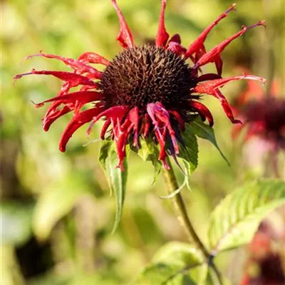 Topfgrösse 1 Liter - Goldmelisse, Indianernessel - Monarda 'Squaw'