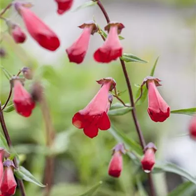 Topfgrösse 1 Liter - Bartfaden - Penstemon 'Schoenholzeri'