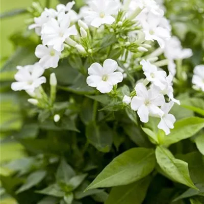 Topfgrösse 1 Liter - Staudenphlox - Phlox 'Adessa White'