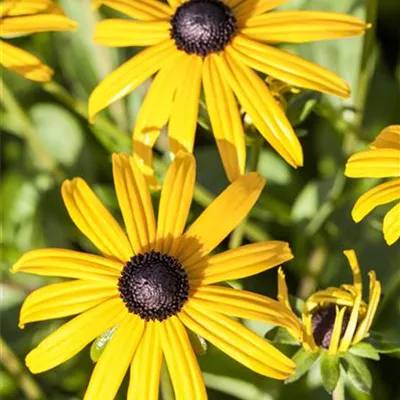 Topfgrösse 0.5 Liter - Sonnenhut - Rudbeckia fulgida 'Goldsturm'