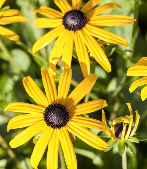 Rudbeckia fulgida 'Goldsturm'