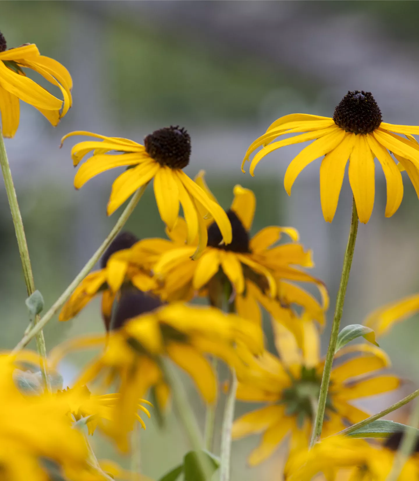 Echinacea paradoxa