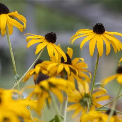 Topfgrösse 1 Liter - Sonnenhut - Echinacea paradoxa