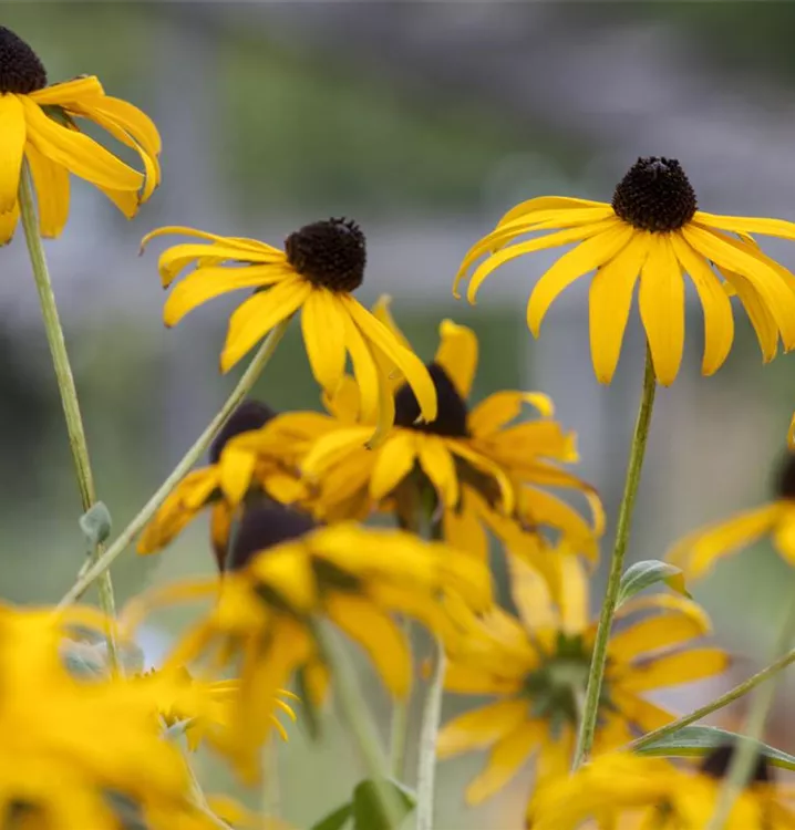 Sonnenhut - Echinacea paradoxa