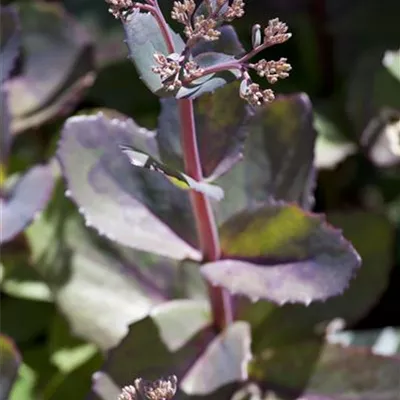 Topfgrösse 1 Liter - Fetthenne - Sedum 'Matrona'