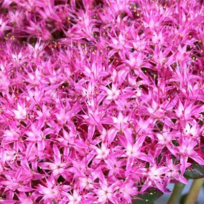 Topfgrösse 1 Liter - Grosses Fettkraut - Sedum telephium 'Munstead Dark Red'