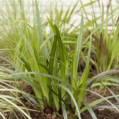 Topfgrösse 0.5 Liter - Breitblattsegge - Carex plantaginea