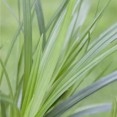 Topfgrösse 0.5 Liter - Carex morrowi 'Irish Green'