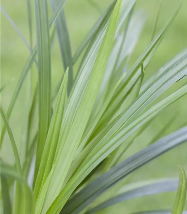 Carex morrowi 'Irish Green'