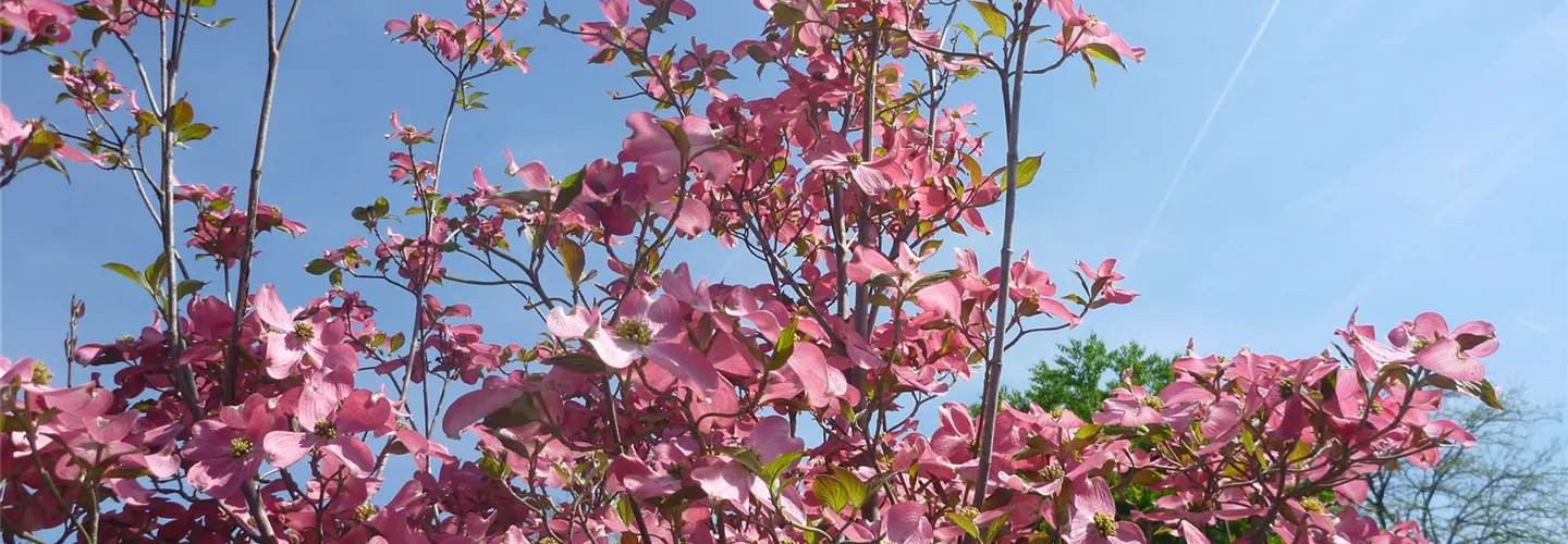 cornus-florida-rubra.jpg