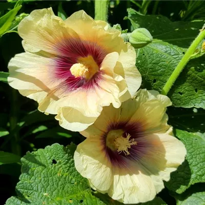 Topfgrösse 1 Liter - Stockmalve - Alcea rosea gelb