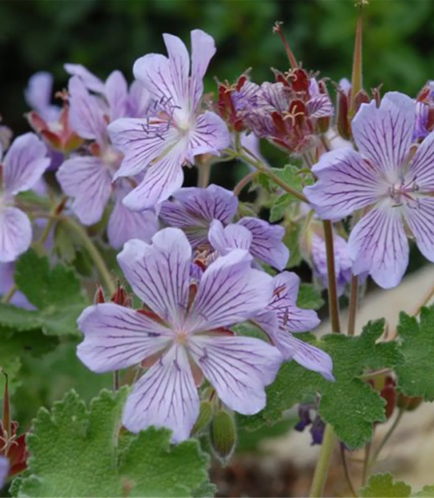 Geranium renardii 'Tcschelda'