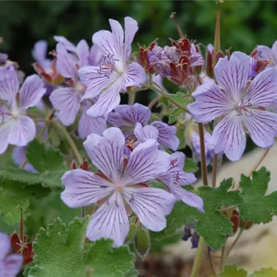 Topfgrösse 0.5 Liter - Storchschnabel - Geranium renardii 'Tcschelda'