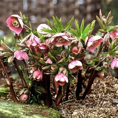 Topfgrösse 1 Liter - Orientalische Nieswurz 'Ballard Hybrid' - Helleborus orientalis 'Ballard Hybrid'