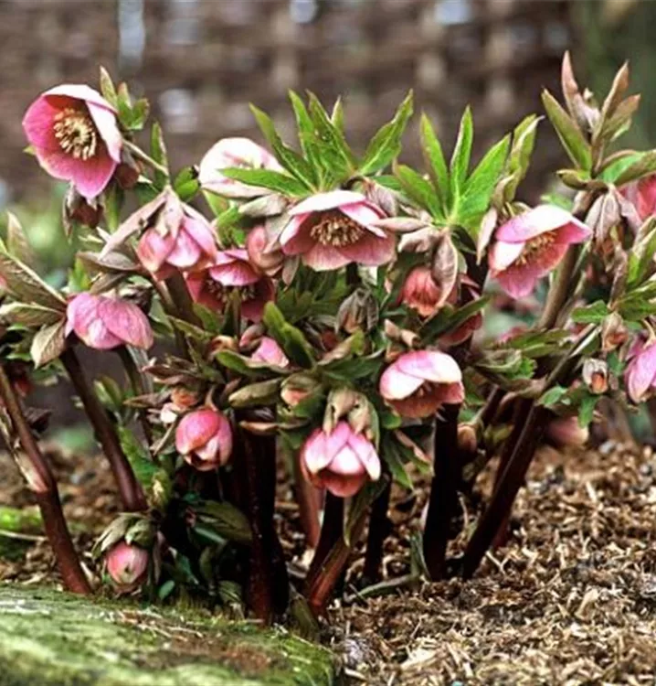 Rose de carême 'Ballard Hybrid'