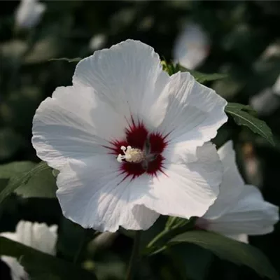 Container 50 - 60 - Hibiscus, Eibisch - Hibiscus syriacus 'Monstrosus'