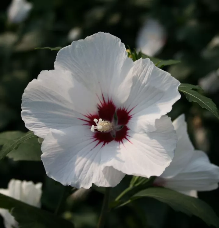 Hibiscus, Eibisch - Hibiscus syriacus 'Monstrosus'