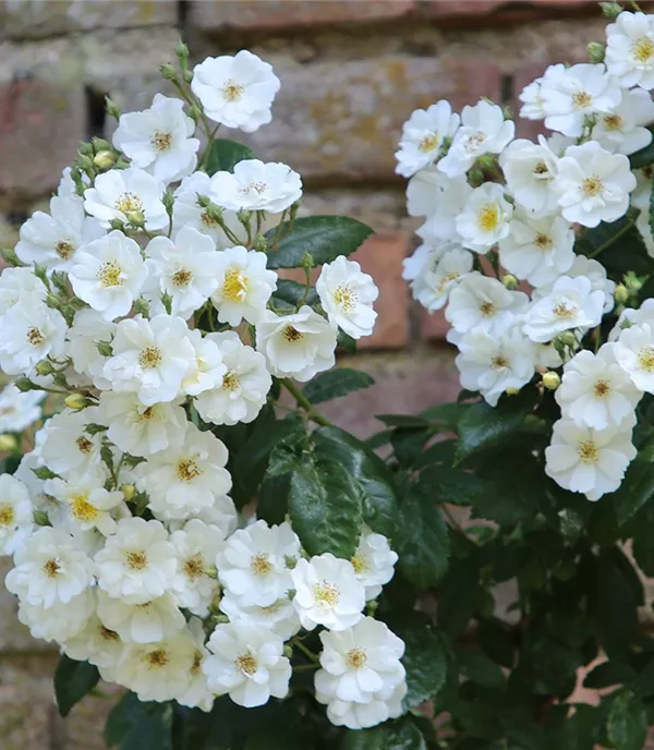 Rosa (Kletterrose) 'Seagull'