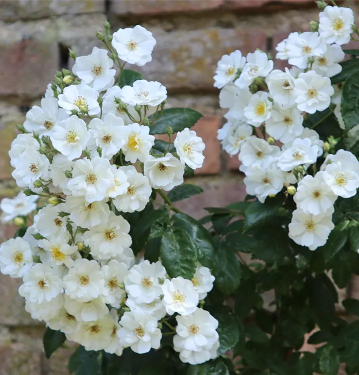 Ramblerrose 'Seagull' - Rosa (Kletterrose) 'Seagull'