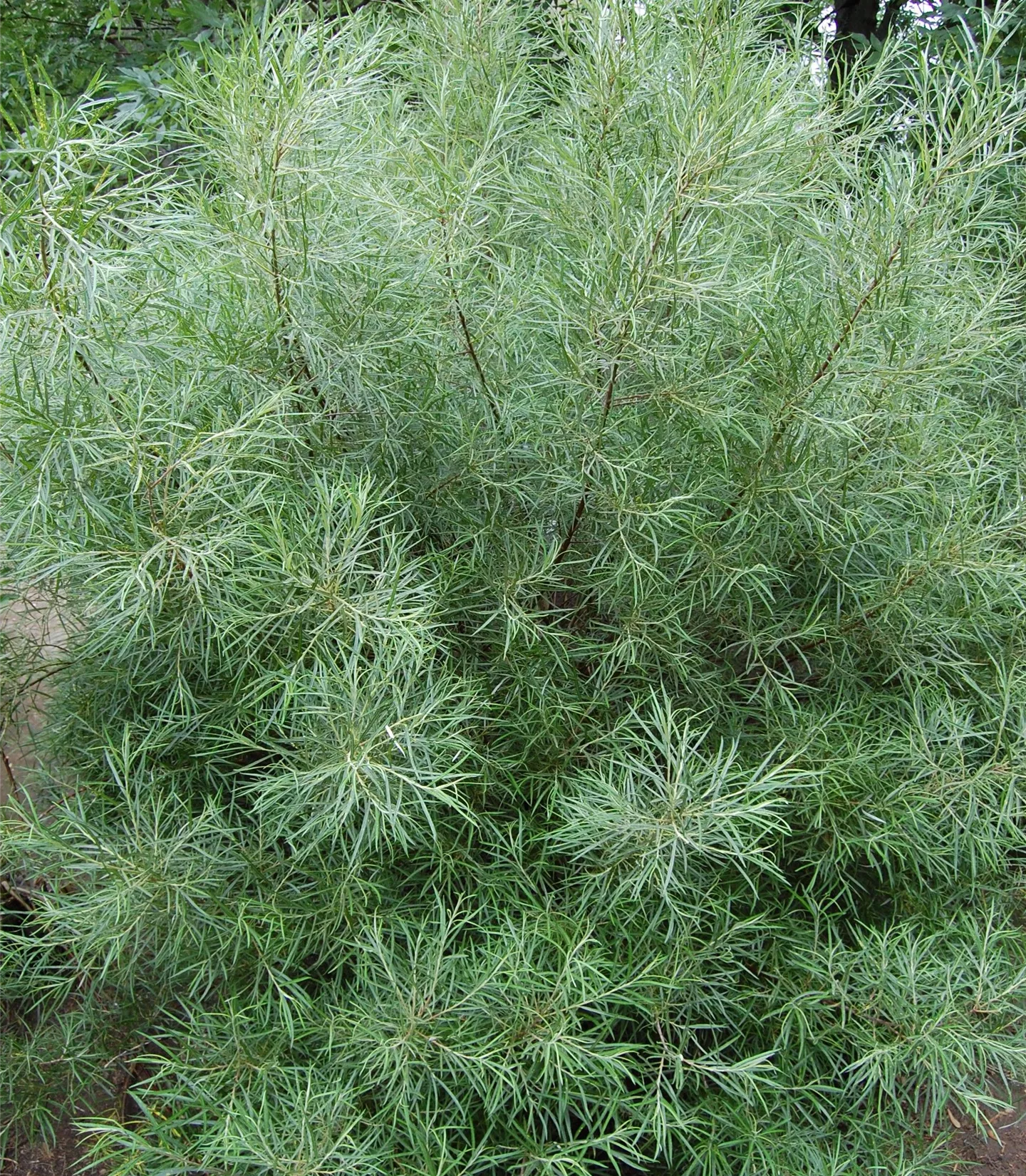 Salix elaeagnos 'Angustifolia'