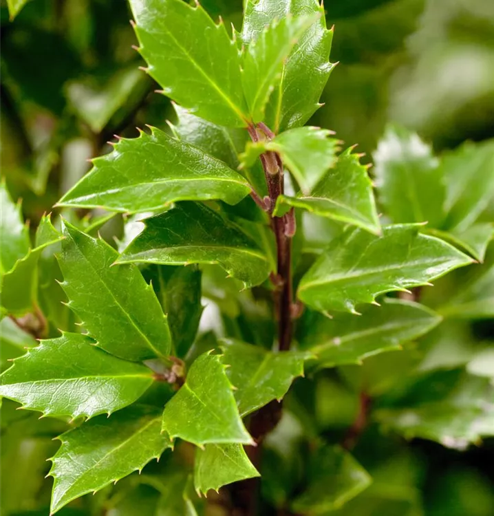 Stechpalme Heckenpracht - Ilex meserveae (x) 'Heckenpracht'