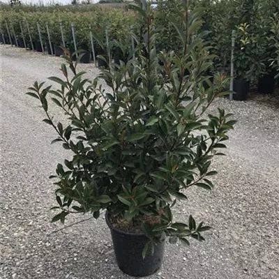 Topfgröße 10 Liter Höhe 60-80cm - Glanzmispel 'Compacta' Heckenpflanze - Photinia fraseri 'Compacta' Heckenpflanze