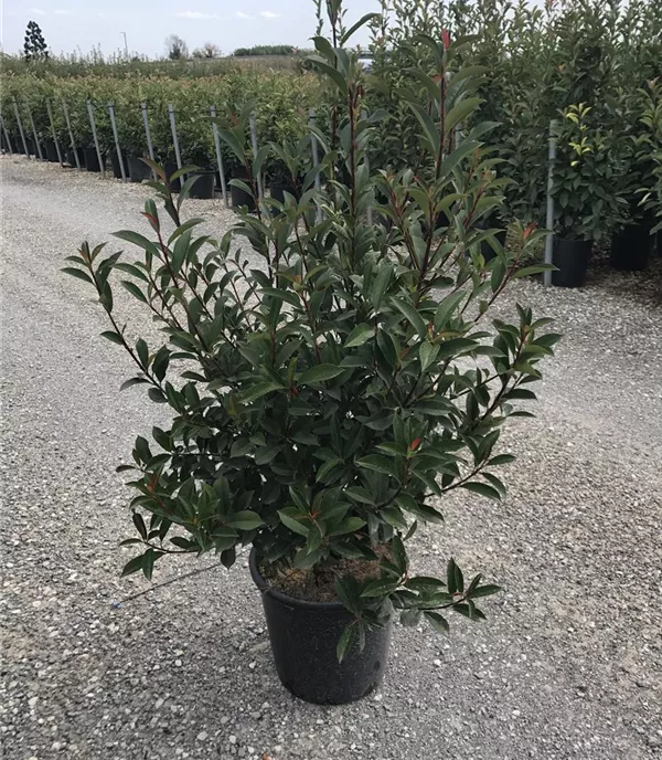 Photinia fraseri 'Compacta' Heckenpflanze