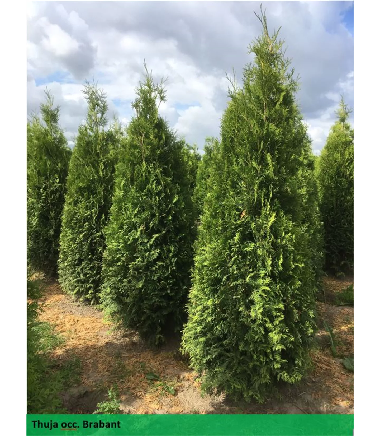 Thuja occidentalis 'Brabant' Heckenpflanze