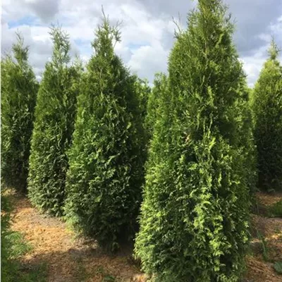 Heckenpflanze mit Ballen Höhe 80-100cm - Thuja, Lebensbaum Heckenpflanze - Thuja occidentalis 'Brabant' Heckenpflanze