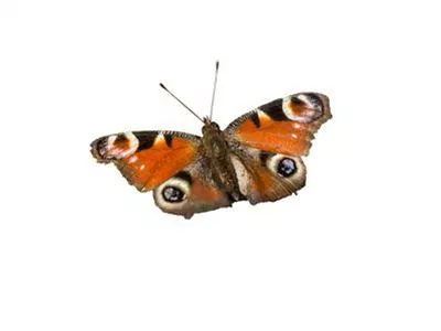 pfauenauge-schmetterling.jpg