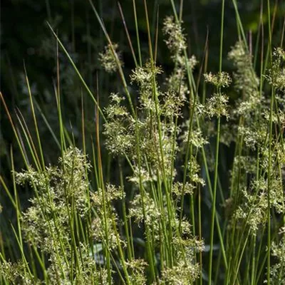 Topfgrösse 0.5 Liter - Flatterbinse - Juncus effesus