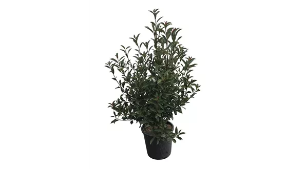 photinia-fraserii-compacta.jpg