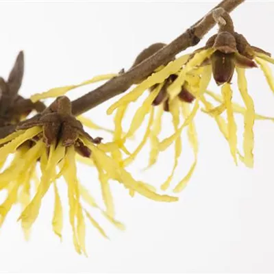 Container 60 - 70 - Zaubernuss - Hamamelis intermedia (x) 'Pallida'