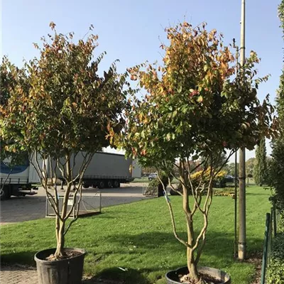 im Container 400 - 450 - Parrotia persica Schirmform